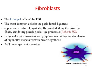 Fibroblasts
• The Principal cells of the PDL.
• The most common cells in the periodontal ligament
• appear as ovoid or elongated cells oriented along the principal
fibers, exhibiting pseudopodia-like processes.(Roberts WE)
• Large cells with an extensive cytoplasm containing an abundance
of organelles associated with protein synthesis.
• Well developed cytoskeleton
49
 