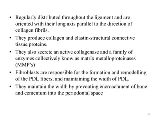 • Regularly distributed throughout the ligament and are
oriented with their long axis parallel to the direction of
collagen fibrils.
• They produce collagen and elastin-structural connective
tissue proteins.
• They also secrete an active collagenase and a family of
enzymes collectively know as matrix metalloproteinases
(MMP’s)
• Fibroblasts are responsible for the formation and remodelling
of the PDL fibers, and maintaining the width of PDL.
• They maintain the width by preventing encroachment of bone
and cementum into the periodontal space
50
 
