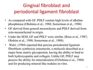Gingival fibroblast and
periodontal ligament fibroblast
• As compared with GF, PDLF contain high levels of alkaline
phosphatase.(Ohshima et al., 1988; Somerman et al., 1988)
• GF derived from general mesenchyme and PDLF derived from
ecto-mesenchymal in origin.
• Under the SEM, GF and PDLF were similar. (Rose et al., 1'987;
Ohshim et al., 1988; Somerman et al., 1988).
• Walsi. (1984) reported that porcine periodonital ligament
fibroblasts synthesize osteonectin, a molecuIe described as a
major bone matrix glycoprotein, having the ability to bind to
both hydroxyapatite and collagen. Unlike GF, PDLF may
possess the ability for mineralization (O1hshima ci ai., 1988)
and for producing mineral-like nodules in-vitro.
52
 