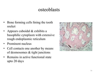 osteoblasts
• Bone forming cells lining the tooth
socket
• Appears cuboidal & exhibits a
basophilic cytoplasm with extensive
rough endoplasmic reticulum
• Prominent nucleus
• Cell contacts one another by means
of desmosomes & tight junctions
• Remains in active functional state
upto 20 days
54
 