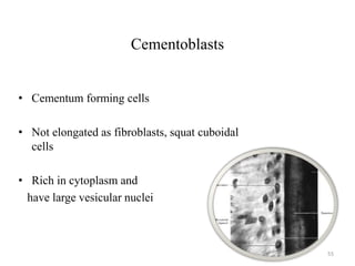 Cementoblasts
• Cementum forming cells
• Not elongated as fibroblasts, squat cuboidal
cells
• Rich in cytoplasm and
have large vesicular nuclei
55
 