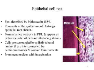 Epithelial cell rest
• First described by Malassez in 1884.
• Remnants of the epithelium of Hertwigs
epithelial root sheath.
• Form a lattice network in PDL & appear as
isolated cluster of cells or interlacing strands
• Cells are surrounded by a distinct basal
lamina & are interconnected by
hemidesmosomes & contain tonofilaments
• Prominent nucleus with invagination
56
 