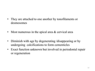 • They are attached to one another by tonofilaments or
desmosomes
• Most numerous in the apical area & cervical area
• Diminish with age by degenerating /disappearing or by
undergoing calcifications to form cementicles
• Exact function unknown but involved in periodontal repair
or regeneration
57
 