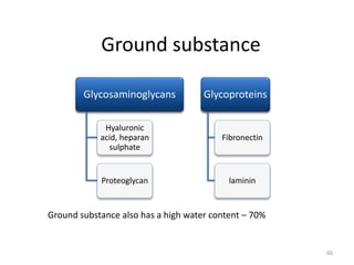 Ground substance
Glycosaminoglycans
Hyaluronic
acid, heparan
sulphate
Proteoglycan
Glycoproteins
Fibronectin
laminin
60
Ground substance also has a high water content – 70%
 