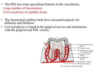 • The PDL has some specialised features in the vasculature,
Large number of fenestrations
Cervical plexus of capillary loops
• The fenestrated capillary beds have increased capacity for
diffusion and filtration.
• Cervical plexus is found in the gingival crevice and anstamoses
with the gingival and PDL vessels.
64
 