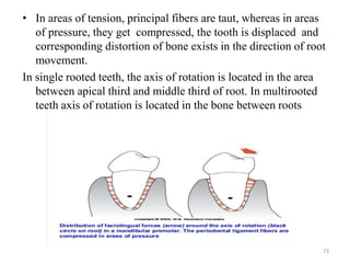 • In areas of tension, principal fibers are taut, whereas in areas
of pressure, they get compressed, the tooth is displaced and
corresponding distortion of bone exists in the direction of root
movement.
In single rooted teeth, the axis of rotation is located in the area
between apical third and middle third of root. In multirooted
teeth axis of rotation is located in the bone between roots
73
 