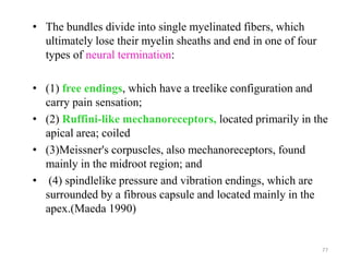 • The bundles divide into single myelinated fibers, which
ultimately lose their myelin sheaths and end in one of four
types of neural termination:
• (1) free endings, which have a treelike configuration and
carry pain sensation;
• (2) Ruffini-like mechanoreceptors, located primarily in the
apical area; coiled
• (3)Meissner's corpuscles, also mechanoreceptors, found
mainly in the midroot region; and
• (4) spindlelike pressure and vibration endings, which are
surrounded by a fibrous capsule and located mainly in the
apex.(Maeda 1990)
77
 