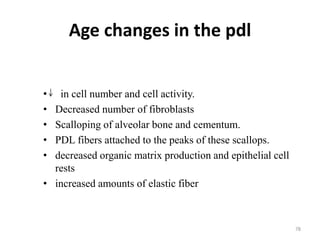 Age changes in the pdl
• in cell number and cell activity.
• Decreased number of fibroblasts
• Scalloping of alveolar bone and cementum.
• PDL fibers attached to the peaks of these scallops.
• decreased organic matrix production and epithelial cell
rests
• increased amounts of elastic fiber
78
 