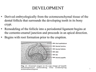 DEVELOPMENT
• Derived embryologically from the ectomesenchymal tissue of the
dental follicle that surrounds the developing tooth in its bony
crypt.
• Remodeling of the follicle into a periodontal ligament begins at
the cemento-enamel junction and proceeds in an apical direction.
• Begins with root formation prior to the eruption.
9
 