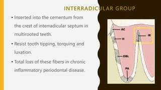 Interradicular Inection Periodontal ligament.pptx