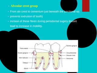 Alveolar crest group
From alv crest to cementum just beneath the junctional ep.
prevents extrusion of tooth)
incision of these fibres during periodontal sugery doesnt
lead to increase in mobility.
 