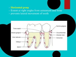 Horizontal group
Extent at right angles from cementum and bone
prevents lateral movement of tooth
 