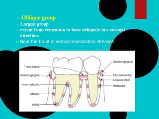 Oblique group
Largest group
extent from cementum to bone obliquely in a coronal
direction.
Bear the brunt of vertical masticatory stresses
 