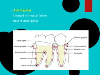 Apical group
Arranged in irregular fashion
prevent tooth tipping
 