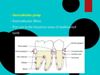 Interradicular group
Interradicular fibres
Fan out in the furcation areas of multirooted
teeth
 