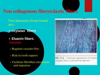 Non collagenous fibers/elastic fibres:
Two immature forms found
are:-
oxytalan fibers
Eluanin fibers
Functions
Regulate vascular flow
Role in tooth support
Facilitate fibroblast attachment
and migration
 