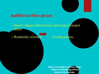 Indifferent fiber plexus
Small collagen fibers along with large principal
fibers
Randomly oriented forming plexus.
Follow us on Instagram @dental_duniya
Telegram @dentalduniya official
playstore Dental duniya
 