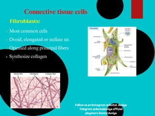 Fibroblasts:
Most common cells
Ovoid, elongated or stellate str.
Oriented along principal fibers
Synthesize collagen
Connective tissue cells
Follow us on Instagram @dental_duniya
Telegram @dentalduniya official
playstore Dental duniya
 