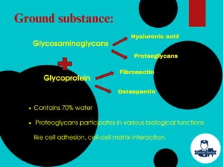 Ground substance:
Contains 70% water
Proteoglycans participates in various biological functions
like cell adhesion, cell-cell matrix interaction.
Glycosaminoglycans
Glycoprotein
Hyaluronic acid
Proteoglycans
Fibronectin
Osteopontin
 