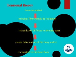 Tensional theory
Forces are applied
principal fibers unfold & straighten
transmission of forces to alveolar bone
elastic deformation of the bony socket
transmitted to the basal bone
 
