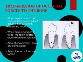 TRANSMISSION OF OCCLUSAL
FORCES TO THE BONE
When there is axial force-
oblique fibres become taut-
assume their full length -
sustain the force
When there is horizontal
force- the tooth rotates
around centre of rotation-
Area of compression- fibres
are compressed
Area of tension- fibres are
tensed
 