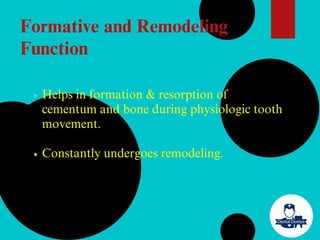 Helps in formation & resorption of
cementum and bone during physiologic tooth
movement.
Constantly undergoes remodeling.
Formative and Remodeling
Function
 