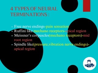 Free nerve endings-pain sensation
Ruffini like mechano receptors-apical region
Meissner’s corpuscles(mechano receptors)-mid
root region
Spindle like(pressure,vibration nerve endings)-
apical region
4 TYPES OF NEURAL
TERMINATIONS :
 