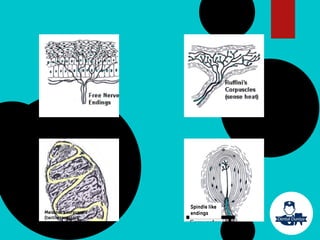 Spindle like
endings
Meissner’s corpuscels
(tactile receptors
 