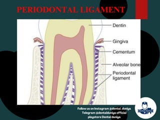 PERIODONTAL LIGAMENT
Follow us on Instagram @dental_duniya
Telegram @dentalduniya official
playstore Dental duniya
 