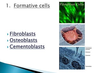 Colloblasts Example PERIODONTAL LIGAMENT-Dr.Mary Joseph.pptx
