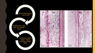 Bone related region
– rich in cells
Middle zone – few
cells , thin collagen
fibres
Cementum related
region – dense,
organised collagen
fibres
 