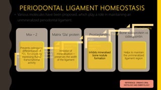 PERIODONTAL LIGAMENT HOMEOSTASIS
• Various molecules have been proposed, which play a role in maintaining an
unmineralized periodontal ligament.
Msx-2
Osteopontin
and Bone
Sialoprotein
Matrix ‘Gla’
protein
RGD-
cementum
attachment
protein
TGF-𝜷
Prostaglandins
REFERENCE: ORBAN’S ORAL
HISTOLOGY AND EMBRYOLOGY
Msx – 2
Prevents osteogenic
differentiation of
PDL fibroblasts by
repressing Runx2
transcriptional
activity
Matrix ‘Gla’ protein
Inhibitor of
mineralisation –
preserves the width
of the ligament
Prostaglandins
Inhibits mineralised
bone nodule
formation
Bone sialoprotein vs
osteopontin
Helps to maintain
the unmineralized
ligament region
 