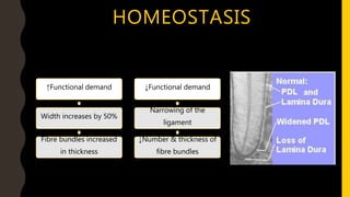 HOMEOSTASIS
↑Functional demand
Width increases by 50%
Fibre bundles increased
in thickness
↓Functional demand
Narrowing of the
ligament
↓Number & thickness of
fibre bundles
 