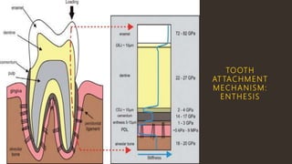 TOOTH
AT TACHMENT
MECHANISM:
ENTHESIS
 