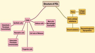 S T R U C T U R E O F T H E
P E R I O D O N TA L L I G A M E N T
 