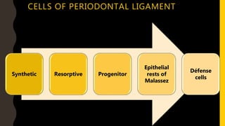 CELLS OF PERIODONTAL LIGAMENT
Synthetic Resorptive Progenitor
Epithelial
rests of
Malassez
Défense
cells
 