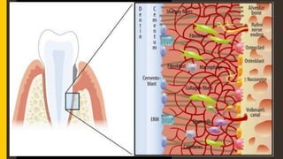 SYNTHETIC
CELLS OF
PDL
FIBROBLAST OSTEOBLAST
CEMENTOBLAST
 