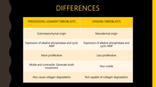 DIFFERENCES
PERIODONTAL LIGAMENT FIBROBLASTS GINGIVAL FIBROBLASTS
Ectomesenchymal origin Mesodermal origin
Expression of alkaline phosphatase and cyclic
AMP
Expression of alkaline phosphatase and
cyclic AMP
More proliferative Less proliferative
Motile and contractile. Generate tooth
movement.
Non motile
Also cause collagen degradation Not capable of collagen degradation
 