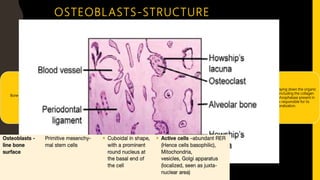 Bone forming cells derived from
osteoprogenitor cells.
Found on the surface of the alveolar
bone .
Seen on surfaces of bone giving an
epithelium like appearance. Shape
varies (seen as oral, triangular, cuboidal)
etc.
Responsible for laying down the organic
matrix of bone including the collagen
fibers. Alkaline phosphatase present in
osteoblasts is responsible for its
mineralization.
OSTEOBLASTS-STRUCTURE
 