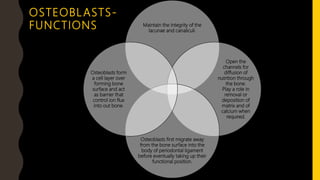 Maintain the integrity of the
lacunae and canaliculi.
Open the
channels for
diffusion of
nutrition through
the bone.
Play a role in
removal or
deposition of
matrix and of
calcium when
required.
Osteoblasts first migrate away
from the bone surface into the
body of periodontal ligament
before eventually taking up their
functional position.
Osteoblasts form
a cell layer over
forming bone
surface and act
as barrier that
control ion flux
into out bone.
OSTEOBLASTS-
FUNCTIONS
 