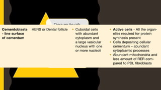 These are the cells
responsible for secreting
the organic matrix (mainly
collagen) of cementum.
As distinct layer of cells on
the root surface, similar to
osteoblastic layer but not
regular in arrangement.
CEMENTOBL ASTS
 