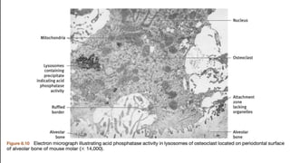 OSTEOCLASTS-STRUCTURE
Present on the
surface of bone
where it is removed.
At such locations
cells occupy pits
called Resorption
bays or lacunae of
Howship's.
Osteoclasts are
formed by fusion of
mononuclear cells
arising from bone
marrow.
They do not cover
the whole of
resorbing surface at
any one time, rather
they service a much
larger area by
demonstrating
considerable
Inhibitor: Osteo-
protegrin
 