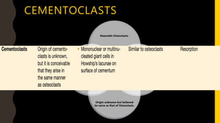 CEMENTOCLASTS
Resemble Osteoclasts.
Located in
Howship's
lacunae.
Origin unknown but believed
be same as that of Osteoclasts.
Since constant
deposition of
cementum
occurs, these
cells are not
seen during
normal
functioning of
cementum.
 