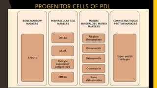 PROGENITOR CELLS OF PDL
 