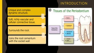 INTRODUCTION
Unique and complex
dynamic structure.
Soft, richly vascular and
cellular connective tissue.
Surrounds the root.
Joins the root cementum
with the socket wall.
 