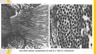 C O L L A G E N
The collagen is gathered to form bundles approximately
5 µm in diameter. These bundles are termed PRINCIPAL
FIBERS.
Composed mainly of amino acids.
The main types of: Type I and Type III.
More than 70% of periodontal ligament collagen is type
 
