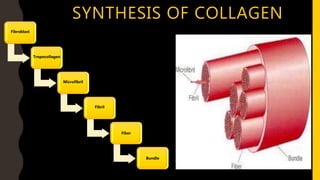 SYNTHESIS OF COLLAGEN
Fibroblast
Tropocollagen
Microfibril
Fibril
Fiber
Bundle
 