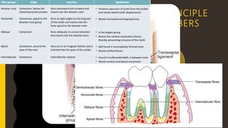 PRINCIPLE
FIBERS
Alveolar
Crest
Horizontal Oblique Interradicular Apical
 