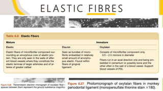 EL A STIC FI BRES
ELASTIC
FIBRES
IMMATURE
ELAUNIN OXYTALIN
MATURE
ELASTIN
 