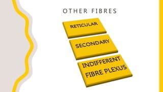 O T H E R F I B R E S
 